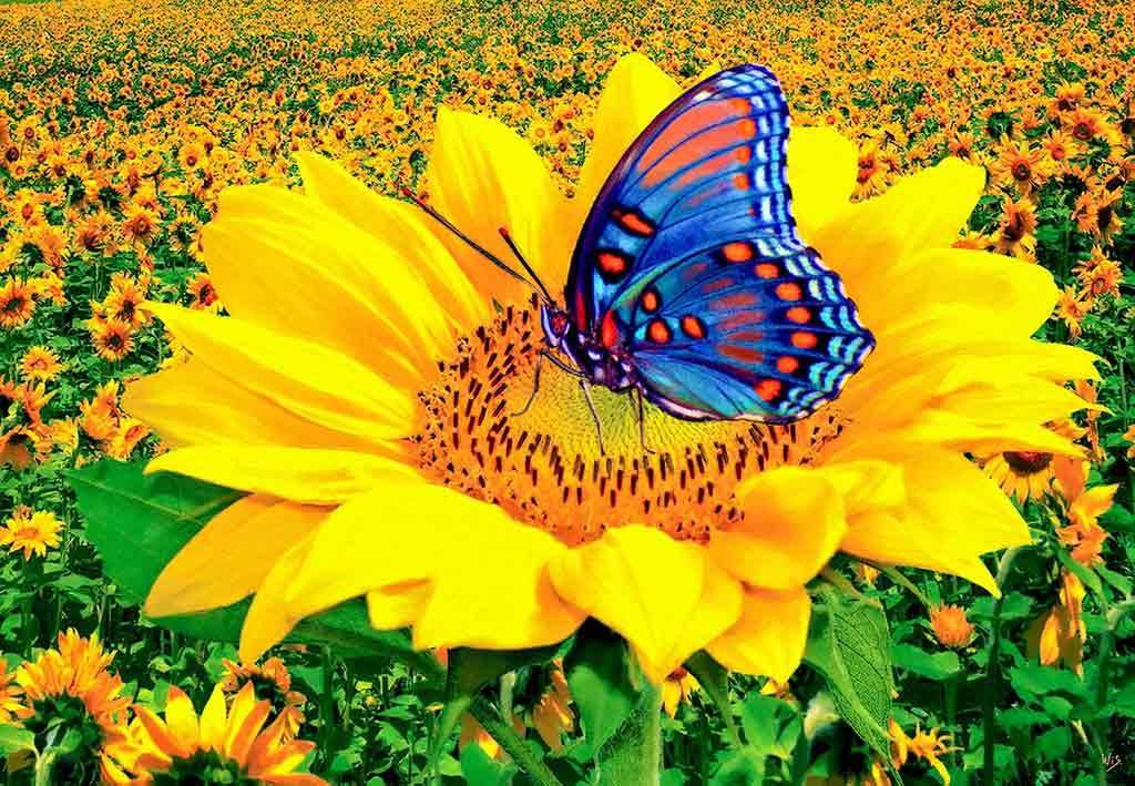 sunflower butterfly field 130x90